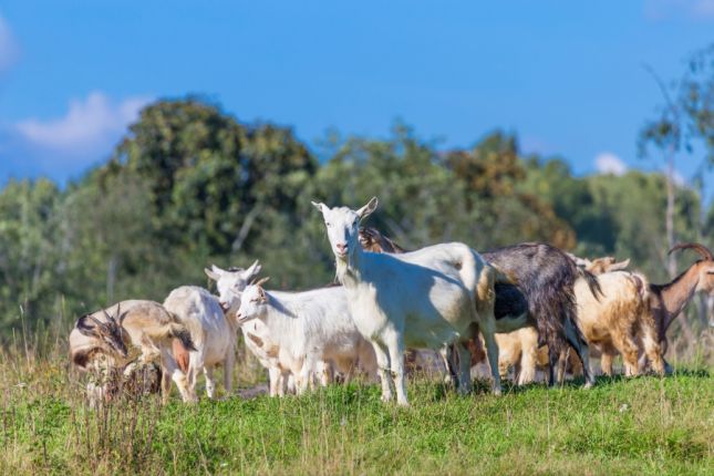 Geiten in de achtertuin