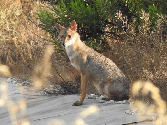 Een typische dag in Israël