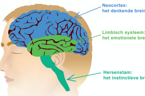 Drie-Delen-Brein - MindEdit