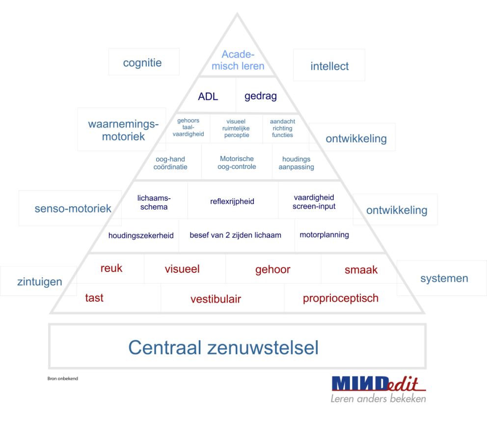 ontwikkeling model Centraal Zenuwstelsel b