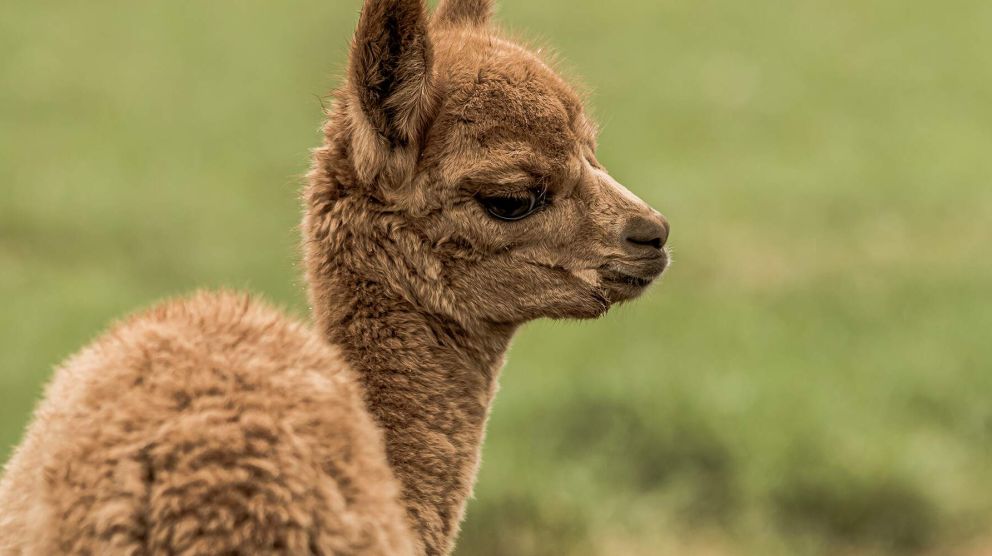 Alpaca veulen