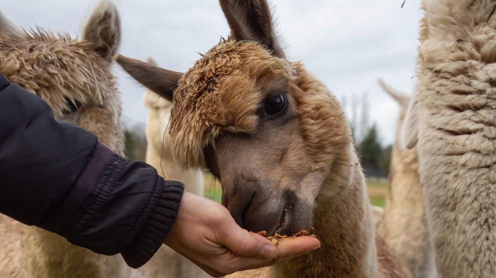 Alpaca eet uit de hand