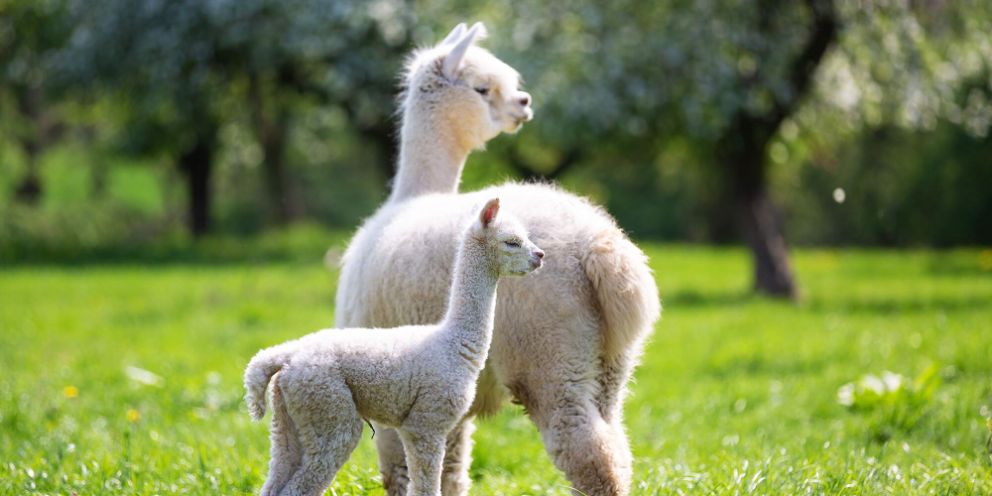 Alpaca moeder en veulen in de wei