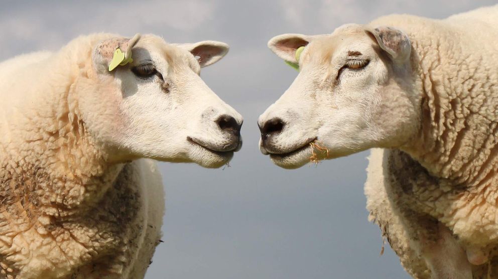 Twee schapen die elkaar aankijken