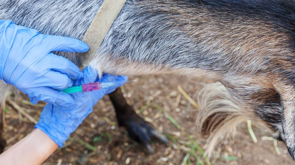 Vaccinatie van een geit