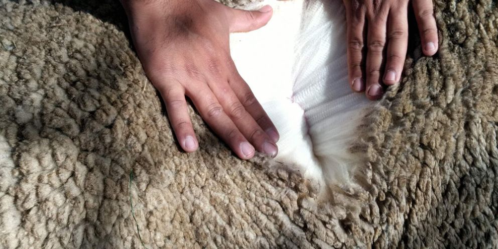 Dierenarts bekijkt de vacht en huid van een schaap