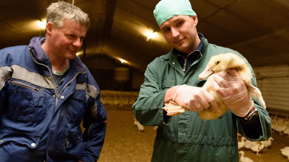 AnimalCare 000s 0000 Pluimvee Luchtweg Darminfecties