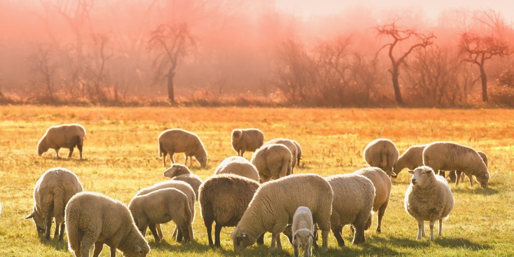 sheeps-gce1ed9ee8_1920