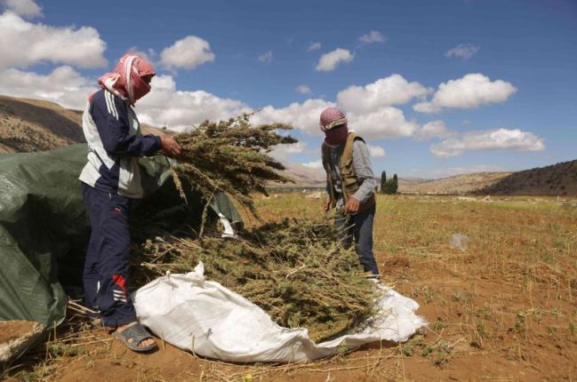 Hezbollah drugs jihad