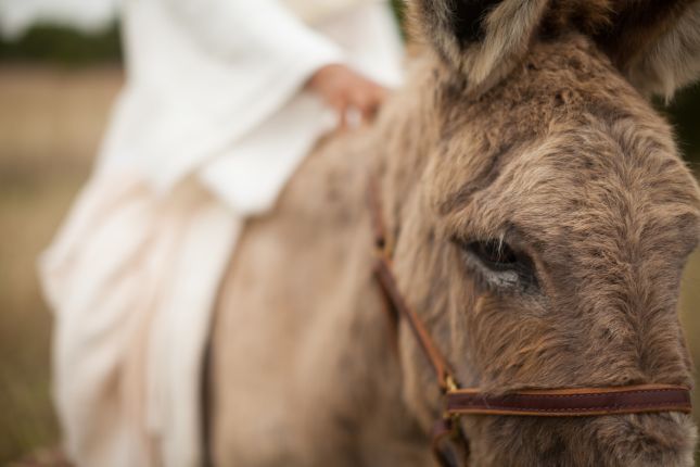 Palmpasen zegen voor Juda