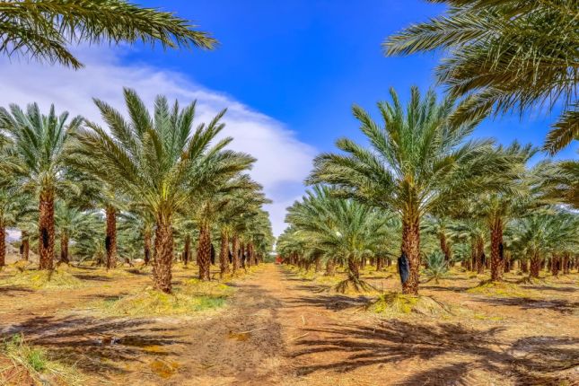 Tu Bisjvat nieuwjaarsfeest bomen