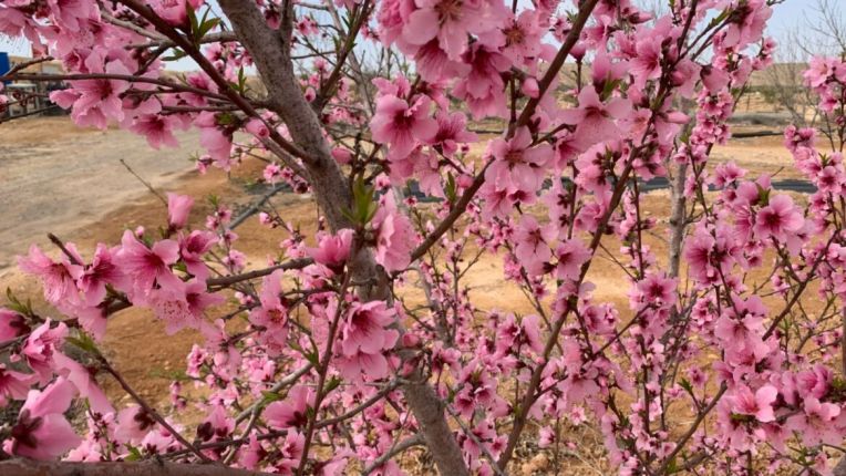 cherry_blossoms-1168x657