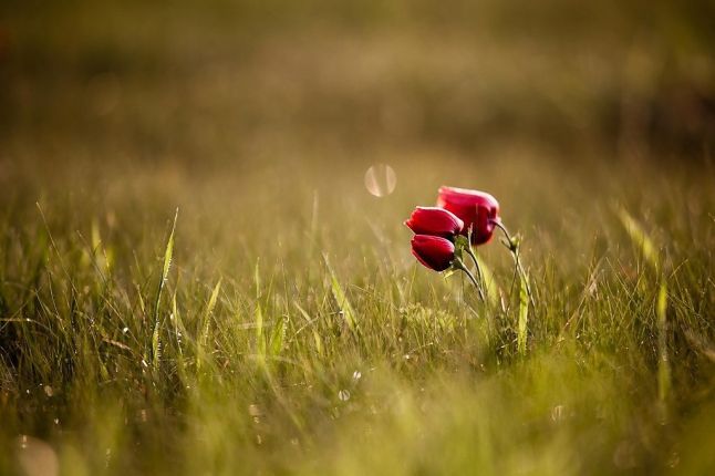t02-bloemen
