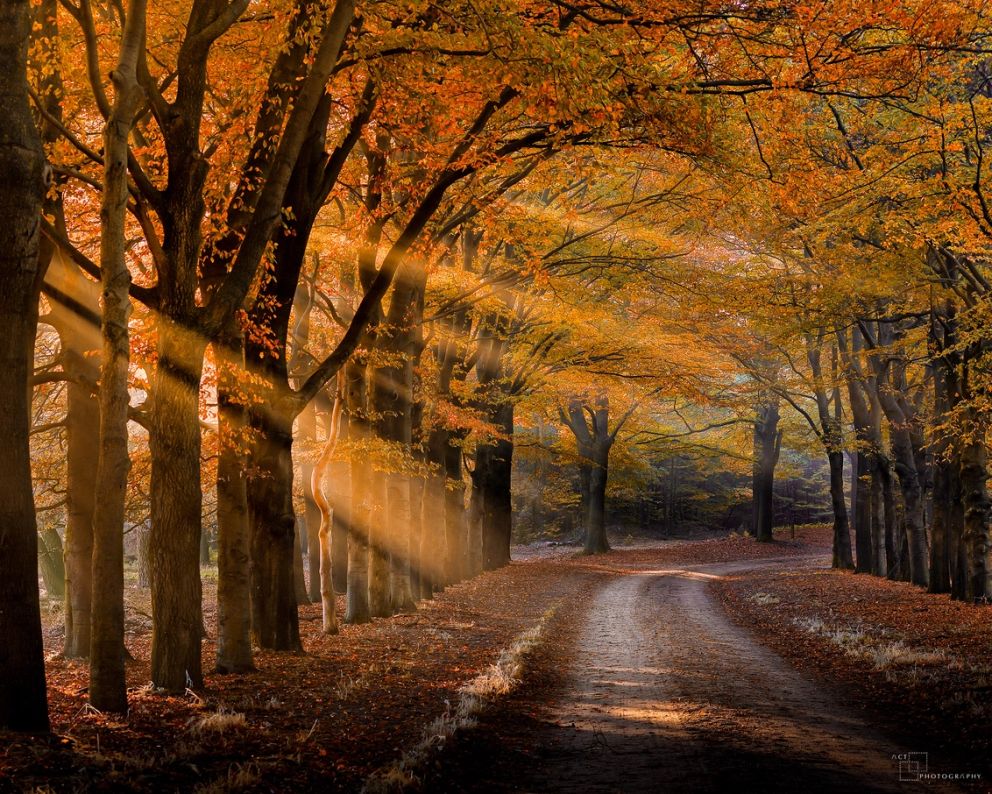 88D4E8DDB7738BA537524687ABE0830E-herfst.jpg